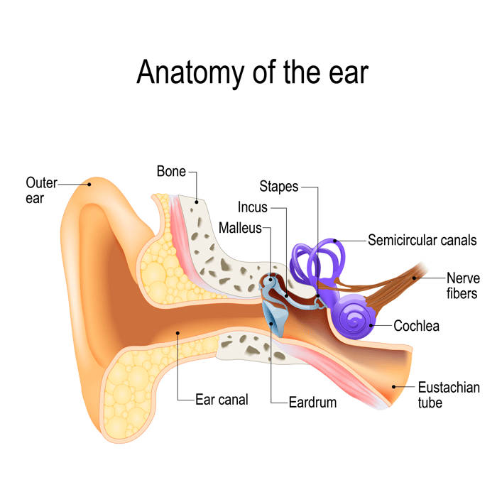 How The Human Ear Works For Kids